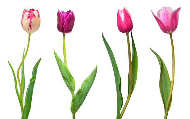 istock Collection colorful different flowers tulips isolated on a white background. Spring time, beautiful floral delicate composition. Creative concept. Flat lay, top view 2251094115