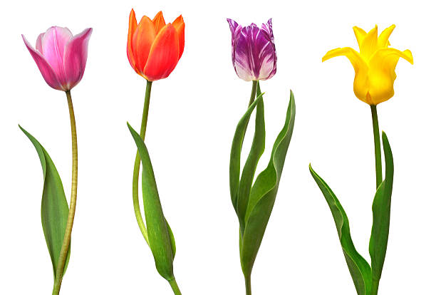 istock Collection colorful different flowers tulips isolated on a white background. Spring time, beautiful floral delicate composition. Creative concept. Flat lay, top view 2251094416
