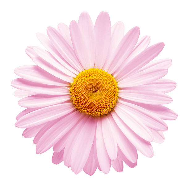 One pink daisy flower isolated on white background. Flat lay, top view. Floral pattern, object