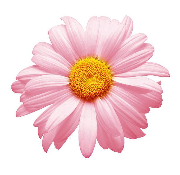 istock One pink daisy flower isolated on white background. Flat lay, top view. Floral pattern, object 2251097639