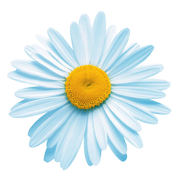 One blue daisy head flower isolated on white background. Flat lay, top view. Floral pattern, object