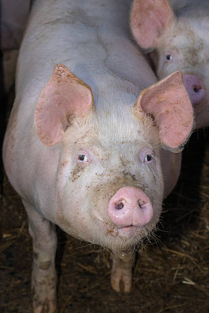istock Close-Up of Curious Pigs on a Rustic Farm 2251099489