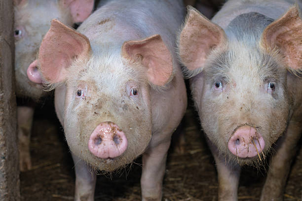 istock Close-Up of Curious Pigs on a Rustic Farm 2251099556