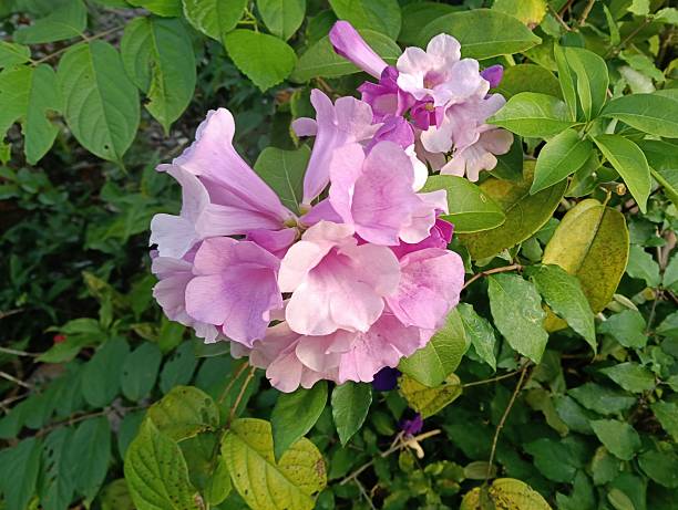 Garlic Vine (Mansoa alliacea) flowers close up
