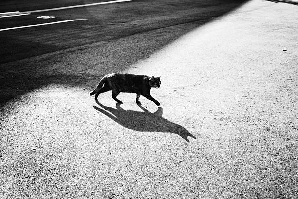 the rim light of a cat in the dark