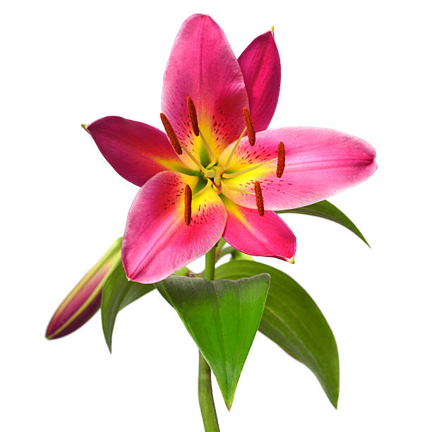 istock Beautiful pink lily flower with bud isolated on white background 2251105011