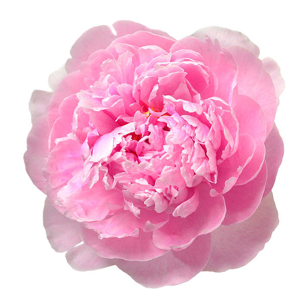 istock Pink peony flower isolated on white background. Floral pattern, object. Flat lay, top view 2251106645
