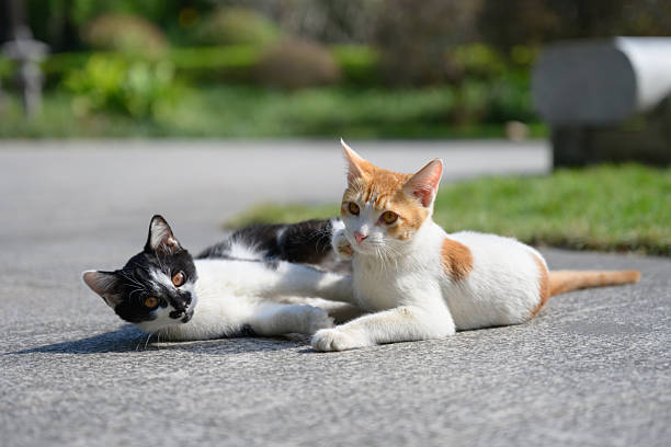 Two cats were lying on the ground playing.