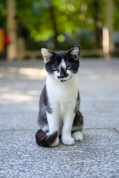 istock The kitten sits on the ground in the park. 2251106968