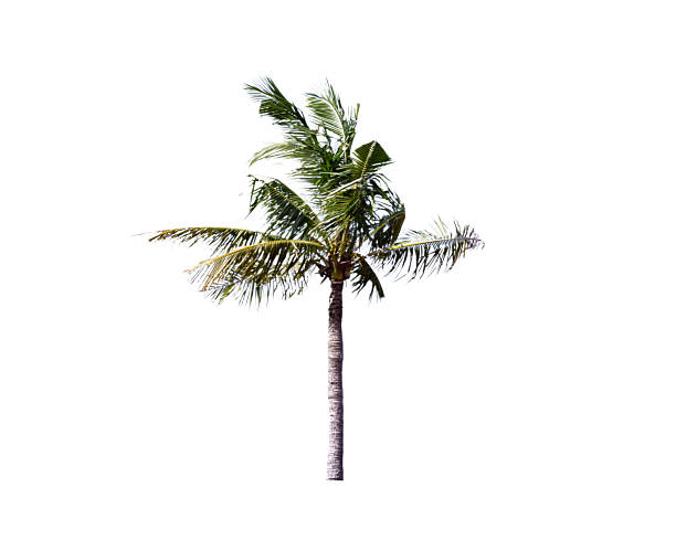 Tall coconut palm tree with green fronds isolated on white background. Ideal for tropical, botanical, and design themes.