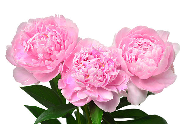 istock Pink peony bouquet flower isolated on white background. Floral pattern, object. Flat lay, top view 2251107155