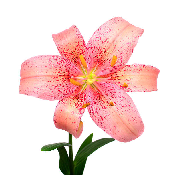 Beautiful pink lily flower isolated on white background