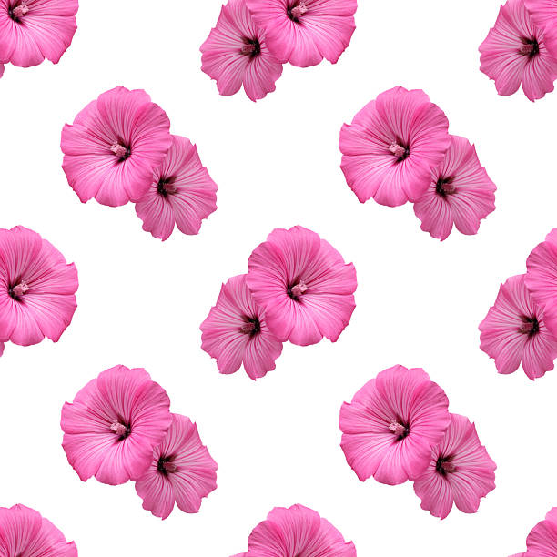 seamless pattern. lavatera on white background. pink flowers in full bloom