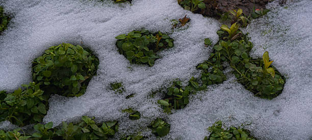 istock The snow is melting and green grass is visible from under the snow. 2251109096