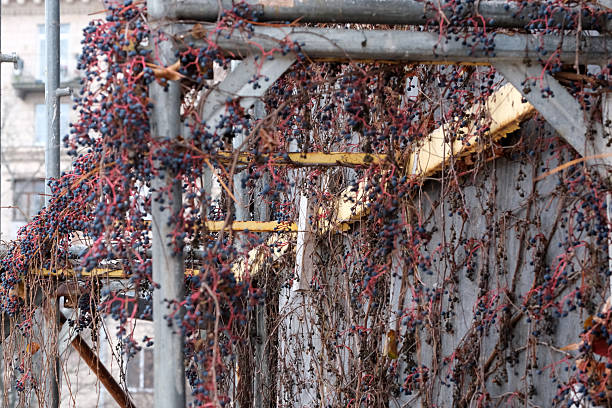 Beneath the urban sky, vines weave through metal scaffolding, creating a natural tapestry. Monument to Bohdan Khmelnytsky, Kyiv, Ukraine. December 8, 2025.