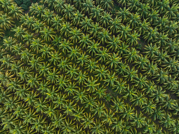istock Aerial view of coconut trees field 2251112667