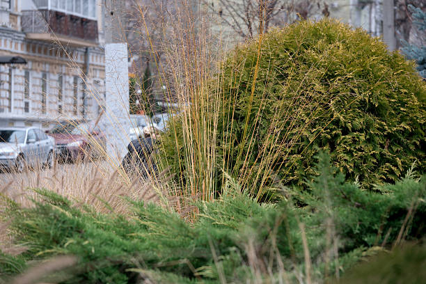 Beautiful garden with ornamental grasses and flowers.