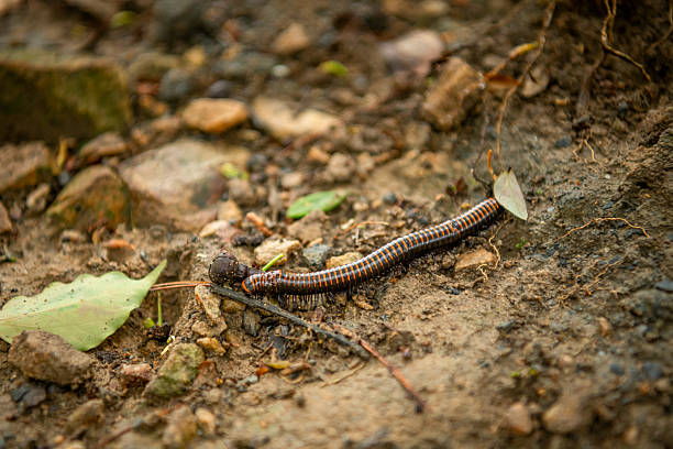 istock A glossy millipede winds through dry leaves on the forest floor, its countless legs in rhythmic motion 2251113209