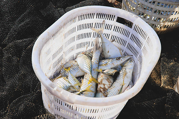 istock Catch hairtail fish on the beach 2251113493