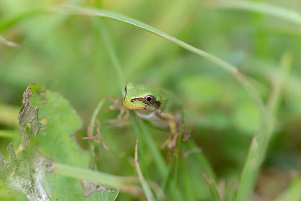 Photographing a frog with a macro lens