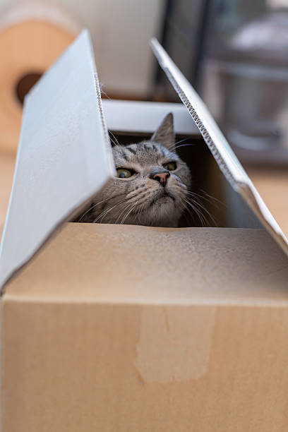istock Cute cat peeking out of a cardboard box 2251114820