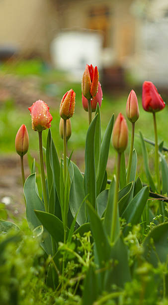 istock Tulips grew and bloomed among the grass. 2251116002