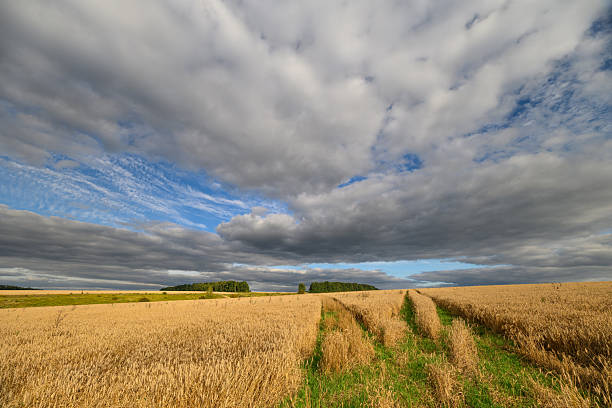 Gorgeous sky with cumulus clouds over summer agricultural field. Beautiful tranquil scenery.