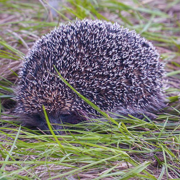 A wild hedgehog in the autumn grass