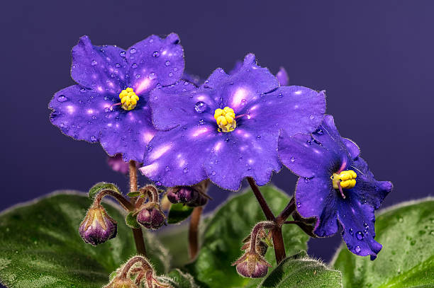 Macro photography of beautiful deep purple African violet flowers Saintpaulia Venetian Night with unique white and pink spots and water droplets, set against a dark, royal purple backdrop
