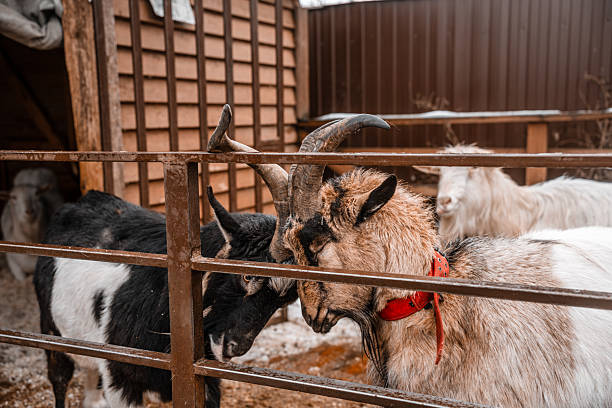 istock Two goats locked horns on a farm 2251117371