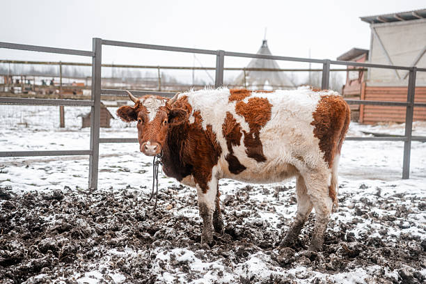Young brown cow close-up in a wooden paddock with snow