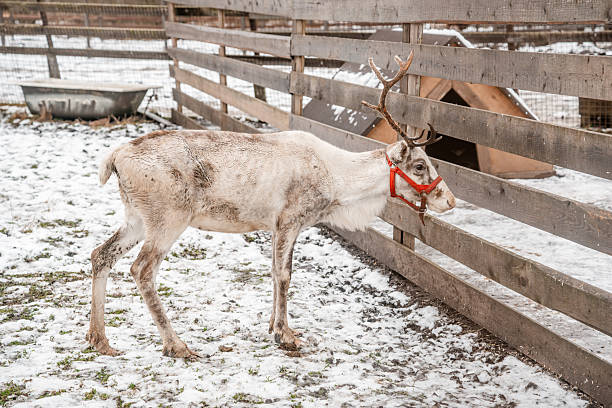 istock Reindeer with antlers on a farm in winter 2251118418
