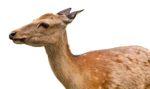 istock A deer is shown isolated on a white background. The deer has a natural stance, with its head turned slightly to one side. This scene captures the animal's features clearly 2251119663