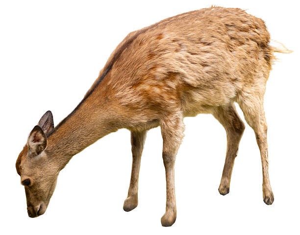 istock A deer bends down to graze on grass. This isolated figure shows the animal's natural behavior in search of food. The background is plain and free of other elements, highlighting the deer 2251119666