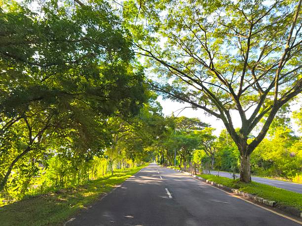 istock Sunlit Tree-Lined Road on a Peaceful Morning 2251120618