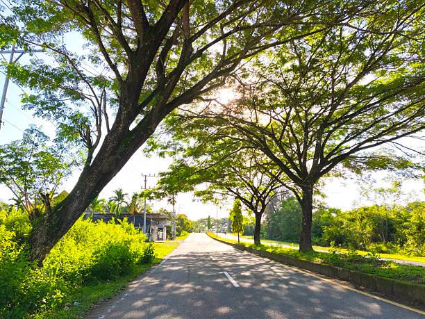 istock Sunlit Tree-Lined Road on a Peaceful Morning 2251120775