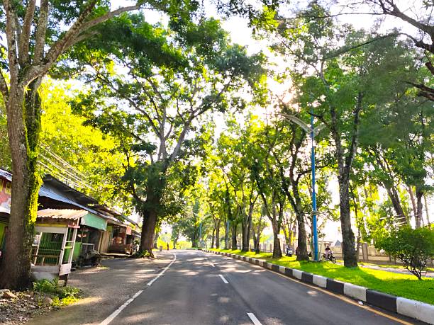 Sunlit Tree-Lined Road on a Peaceful Morning