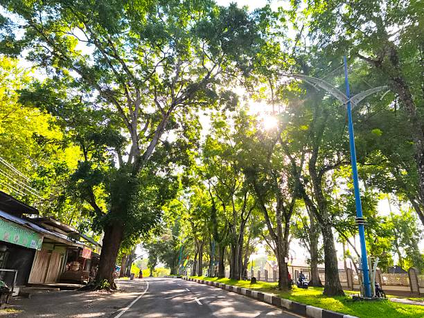 istock Sunlit Tree-Lined Road on a Peaceful Morning 2251120860