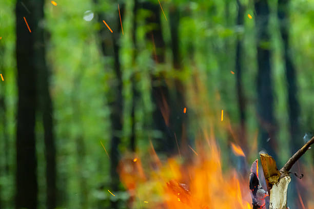 Flickering flames dance around logs in a campfire while vibrant sparks scatter into the air set against the backdrop thick green forest during summer.