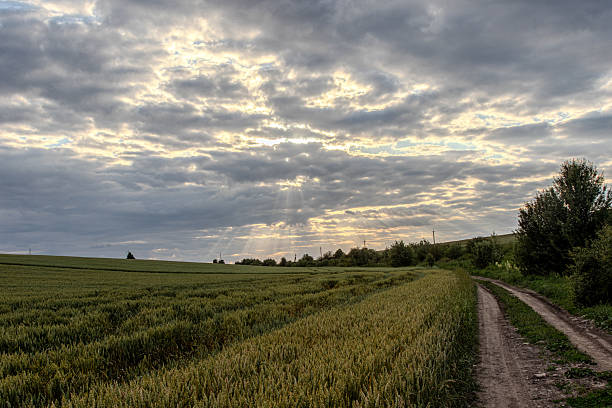 A field of wheat. Grass. Sky. Outdoor. Field. Open