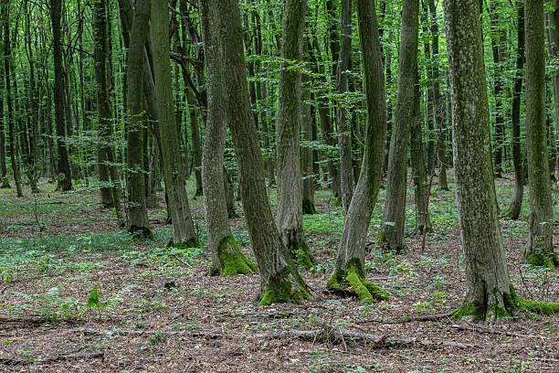 istock Lush green forest featuring Carpinus betulus trees in a serene landscape at midday 2251121655
