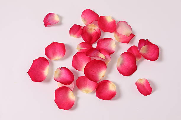 istock Pink rose petals on a white background 2251122573