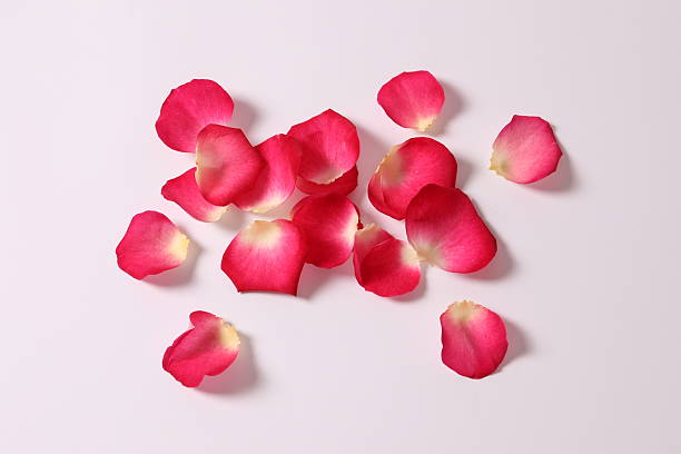 istock Pink rose petals on a white background 2251122787