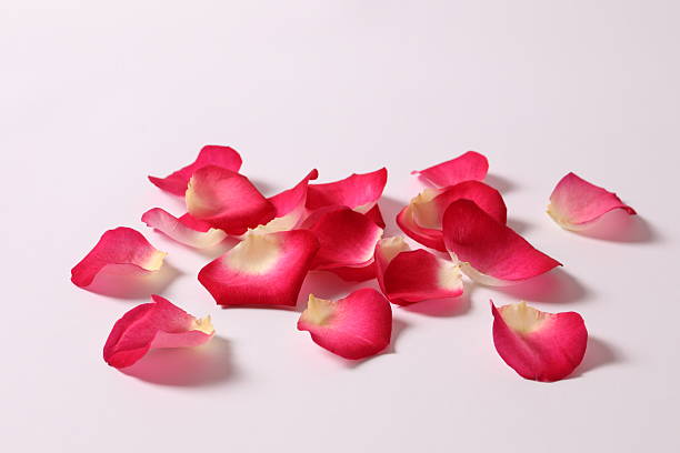 istock Pink rose petals on a white background 2251122813