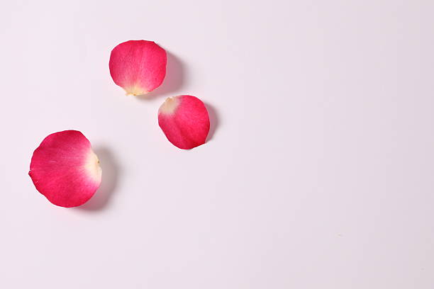 istock Pink rose petals on a white background 2251122824