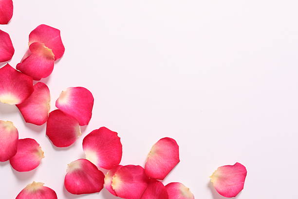 istock Pink rose petals on a white background 2251122866