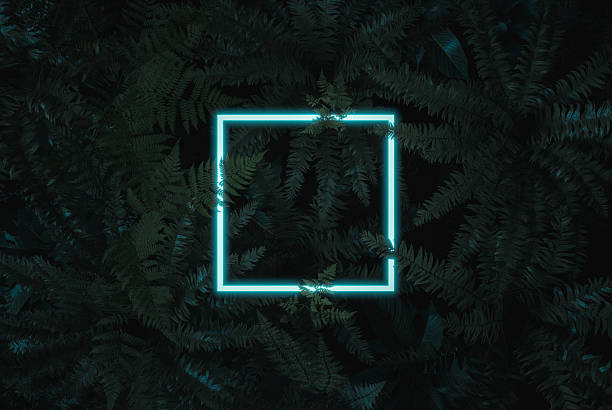 istock 3D Rendering of White Square Neon Frame above Fern Plants 2251122975