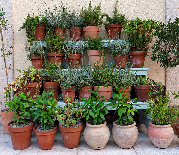 istock Herbs and Greenery in Terracotta Pots on Tiered Garden Display 2251123045