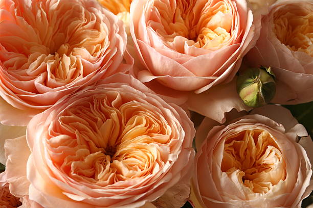 beautiful bouquet of peony roses