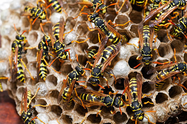 istock Paper Wasp Colony Building Nest in Detai 2251123387